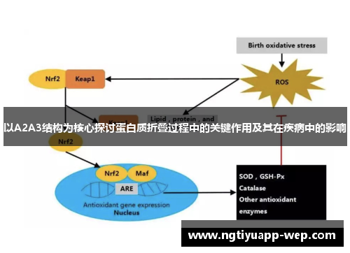 以A2A3结构为核心探讨蛋白质折叠过程中的关键作用及其在疾病中的影响